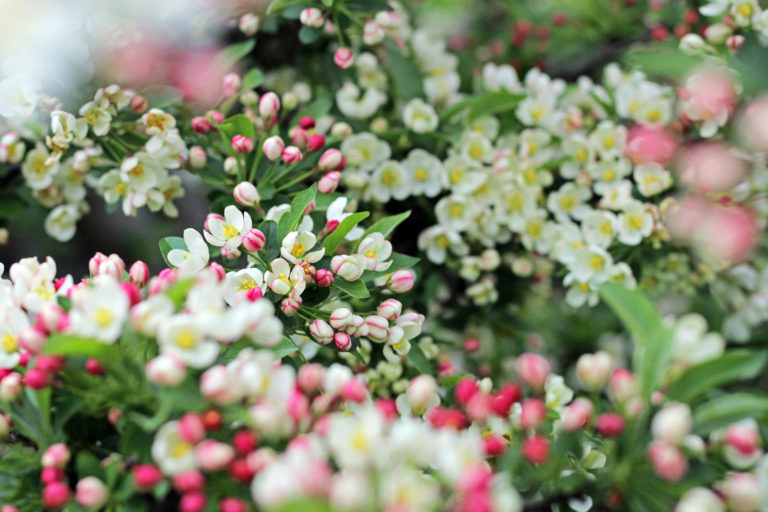 Malus sargentii close up 2