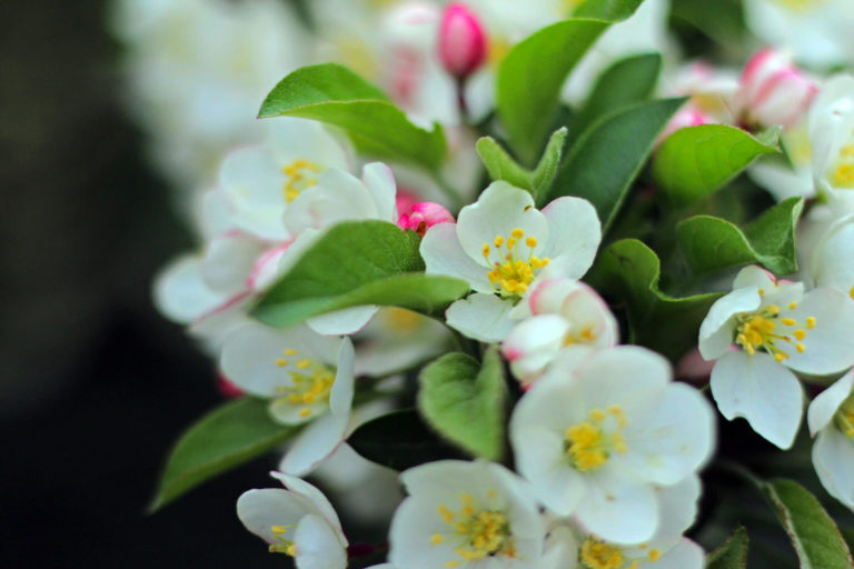 Malus sargentii close up