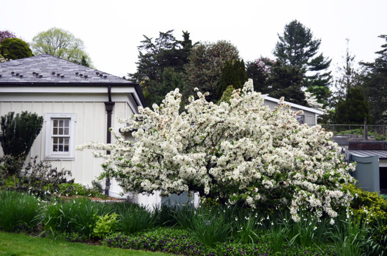 Malus sargentii setting