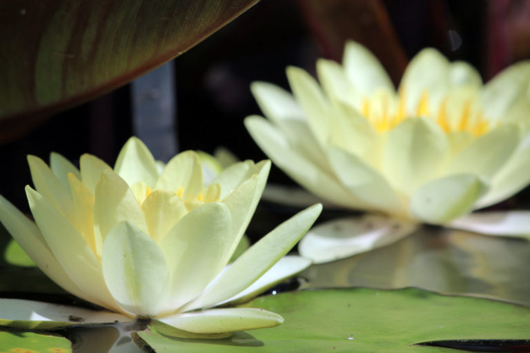 Nymphaea close up 1