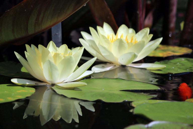 Nymphaea close up 2