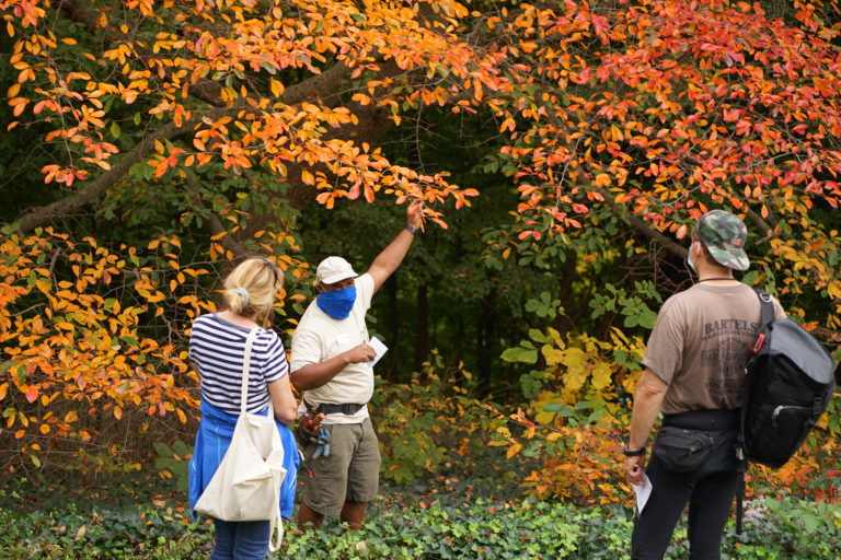 Overwintering at the tupelo tree