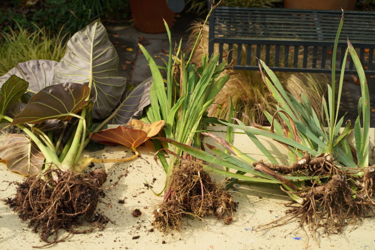 Overwintering colocasia corm gladiolus corm iris rhizome