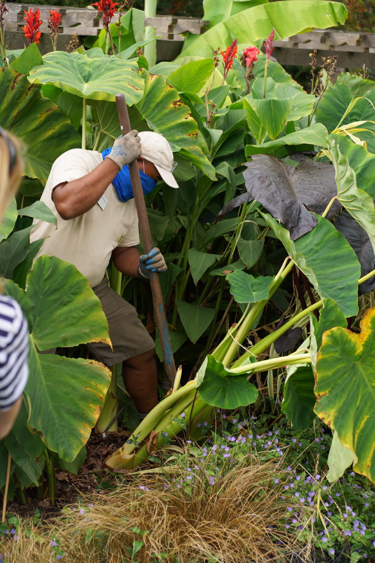 Overwintering digging out colocasia esculenta