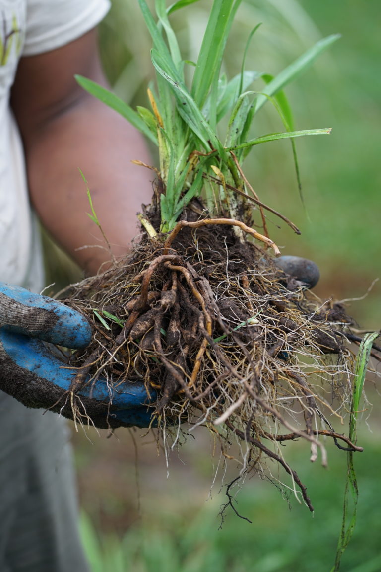 Overwintering iris rhizome