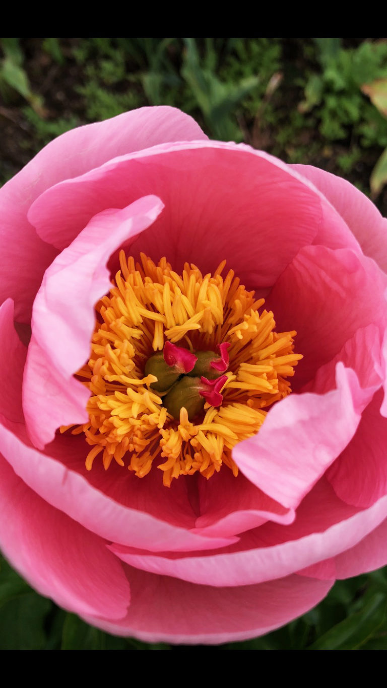 Peonia Soft Salmon Saucer in F Lower Garden