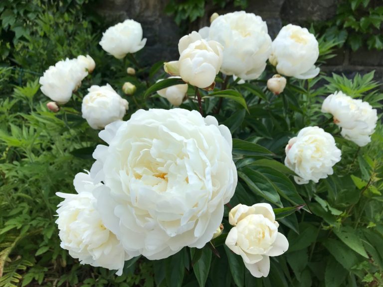 Peonia lactiflora Le Cynge