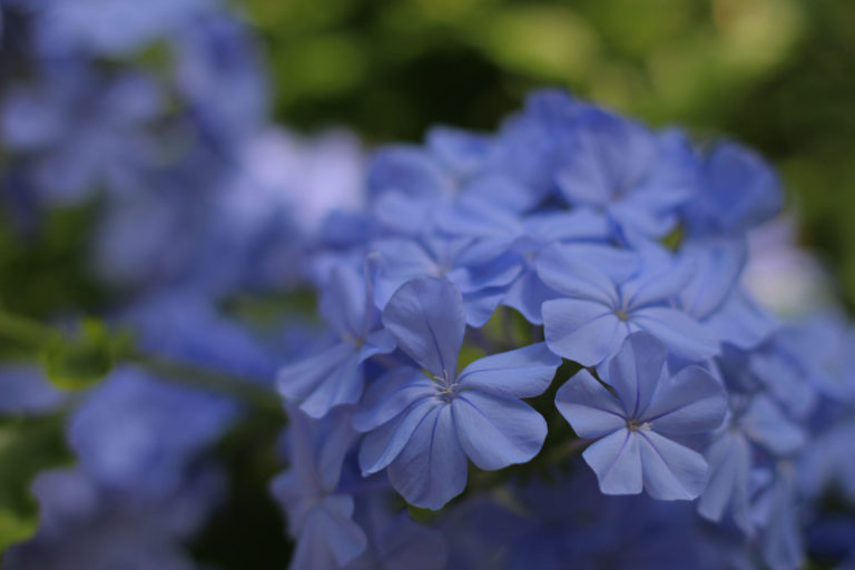 Plumbago auriculata 2018 close up