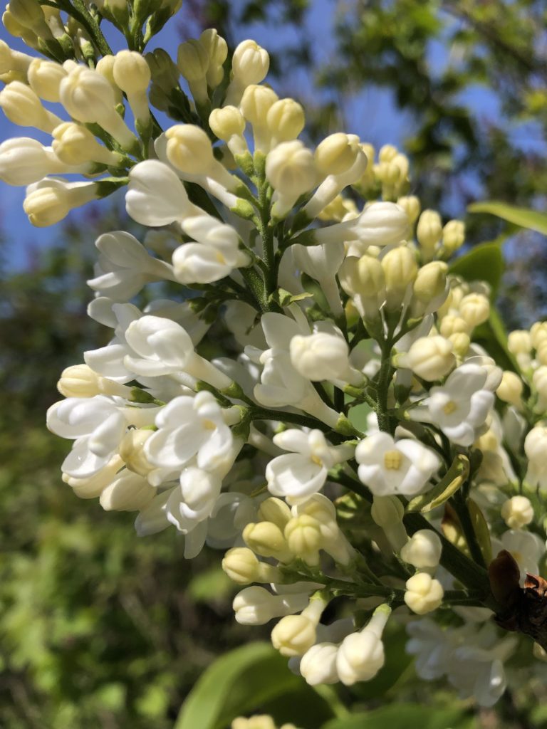 Syringa vulgaris Miss Ellen Willmott