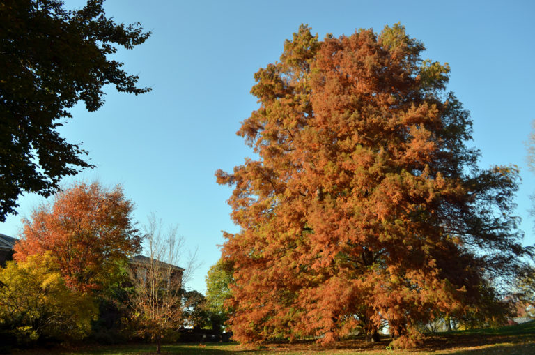 Taxodium distichum the tree