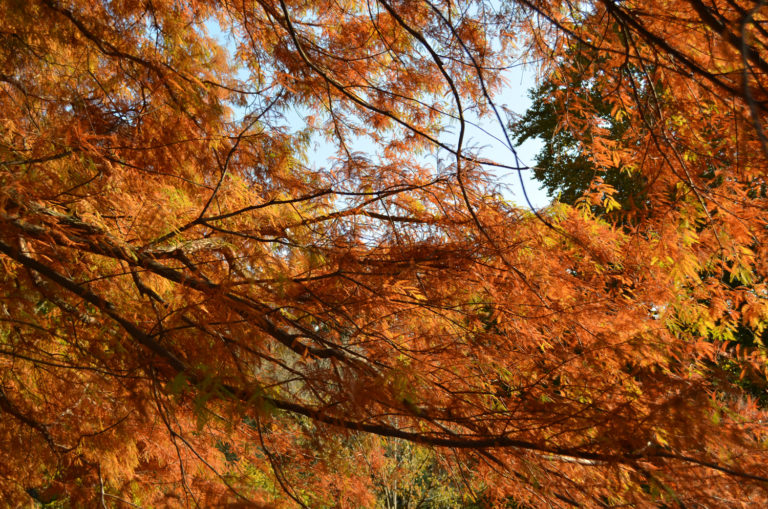 Taxodium dstichum the branches