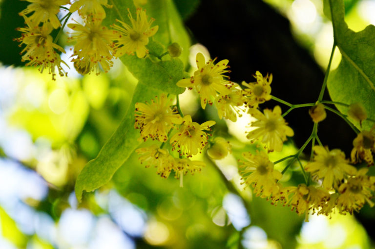 Tilia cordata close up