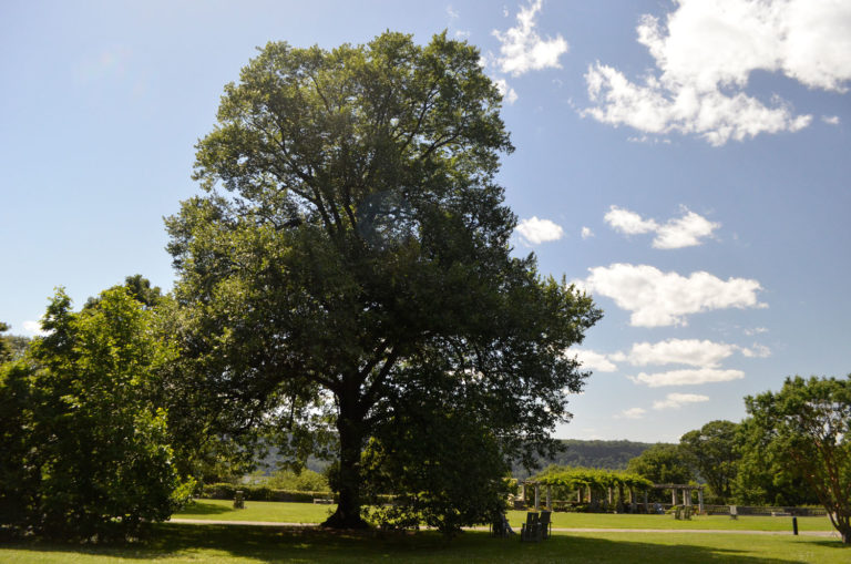 Tilia cordata setting 3