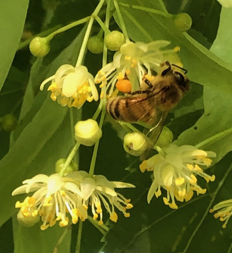 Tilia cordata close up bee3 CROPPED 06 17 20 IMG 2144