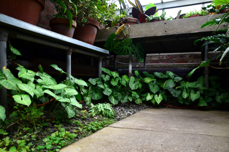 Tropical under bench pic 4