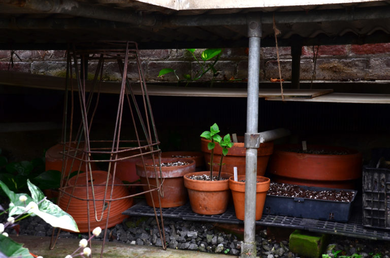 Tropical under bench pic 7