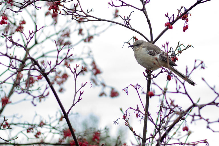 Winter Birds mockingbird