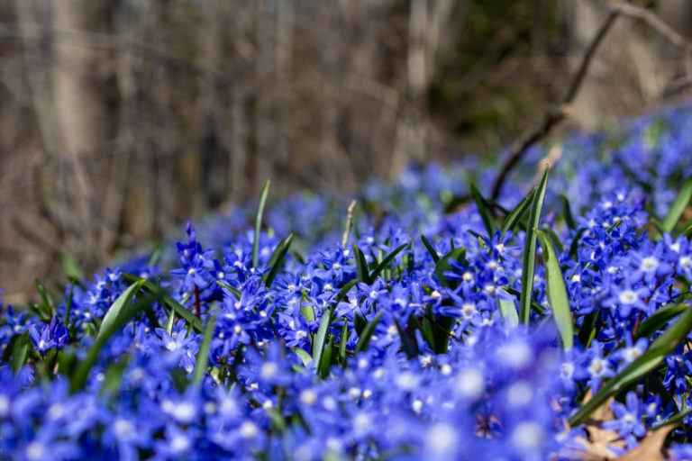 Woodland glory close up 190403 142140 Apr spring gardens wave hill