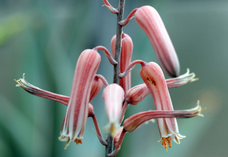 Aloe mcloughlinii close up bloom cropped 2