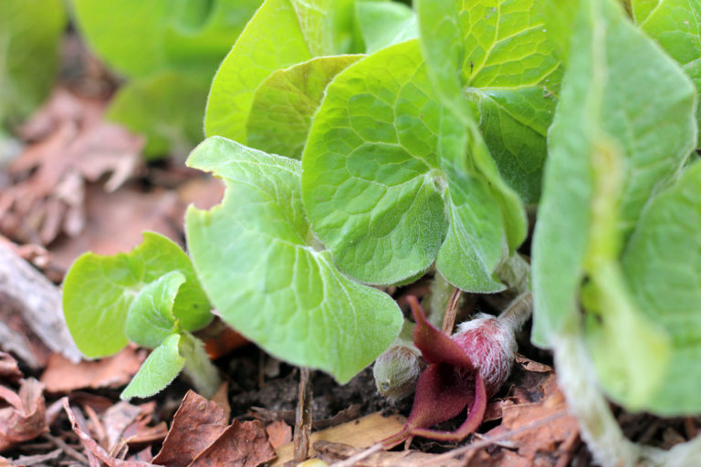 Asarum close up 2018