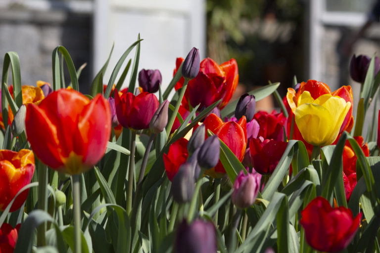 Bright blossoms