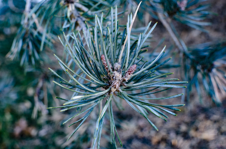 Conifer slope fifth image