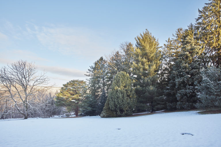 Conifer slope first image