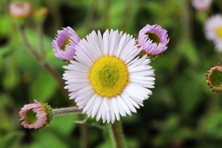 Erigeron pulchellus close up