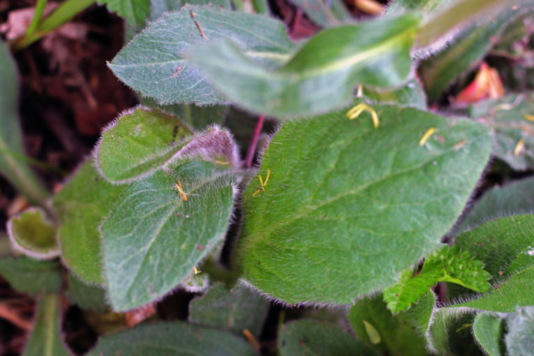 Erigeron pulchellus leaves