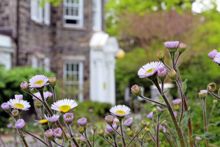 Erigeron pulchellus setting