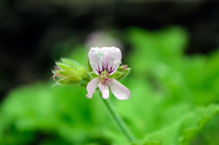 Geranium close up