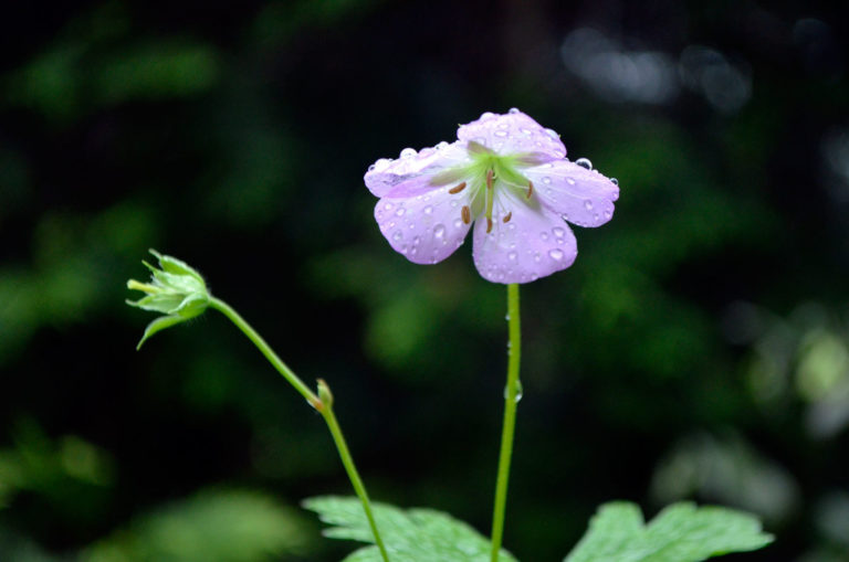 Geranium maculatum close up 2