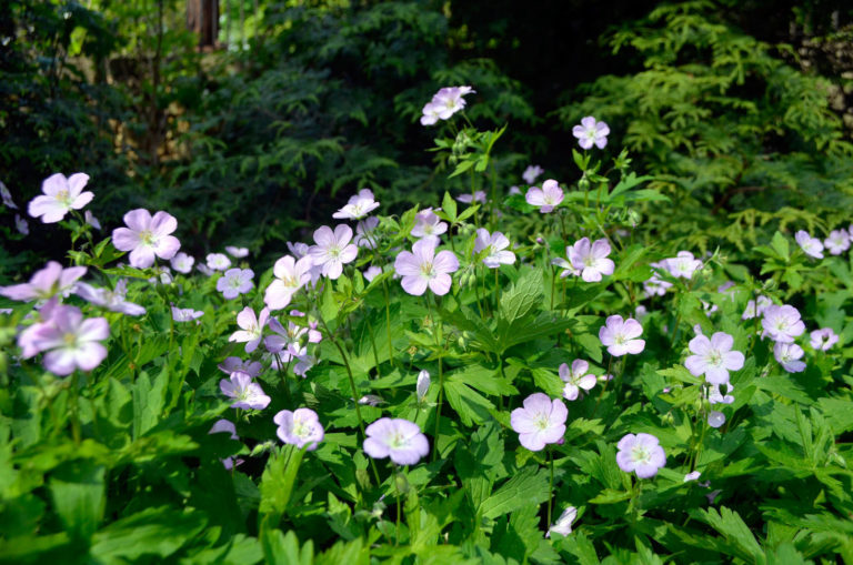 Geranium maculatum the plant