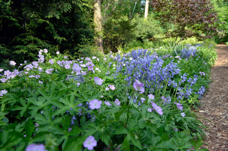 Geranium maculatum the setting