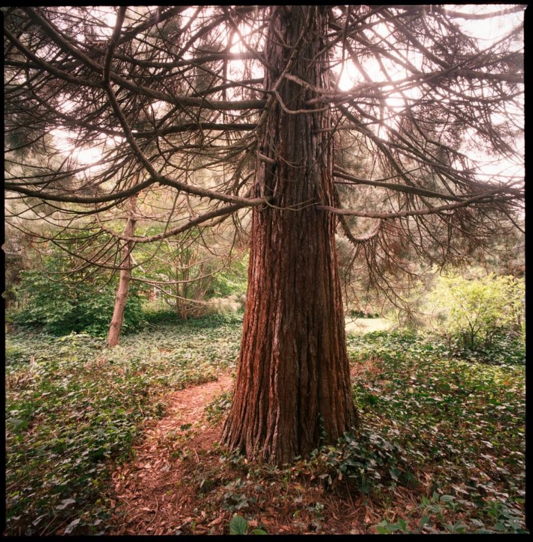 Giant sequoia Benjamin Swett