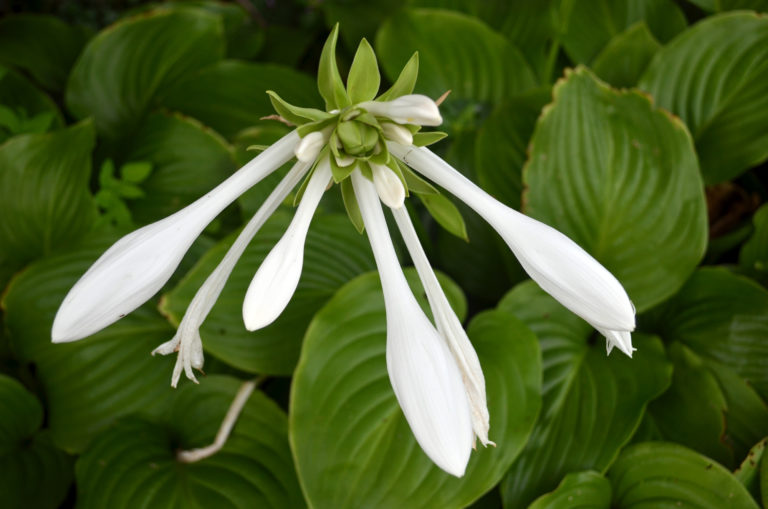 Hosta plantaginea close up 2 2016