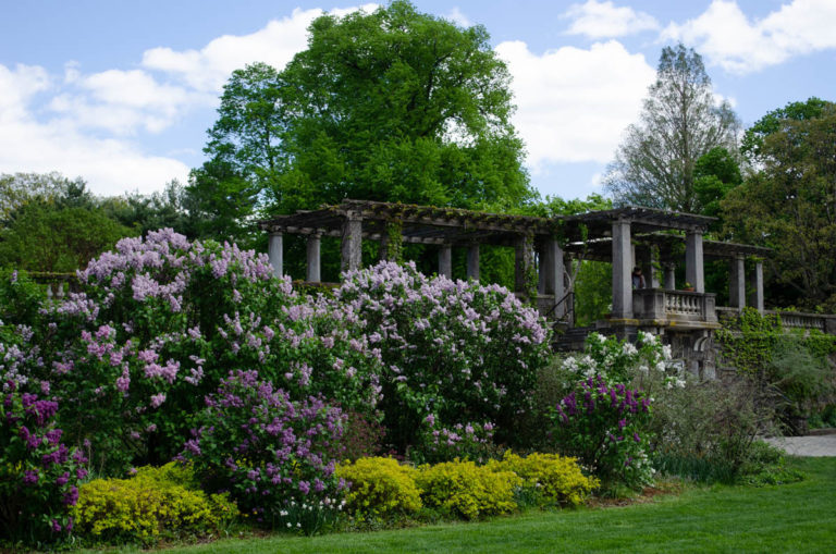 Lilacs Grounds credit Wave Hill 13