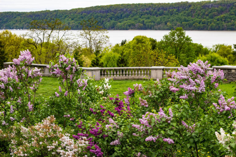 Lilacs Grounds credit Wave Hill 5