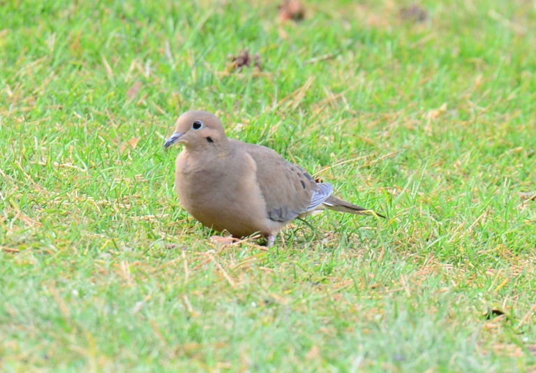 Mourning dove on grass