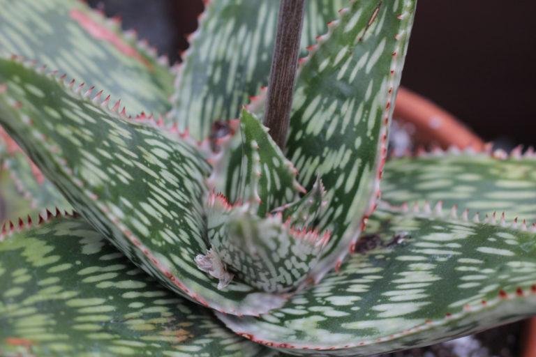 Pam 2019 01 23 aloe mcloughlinii 01