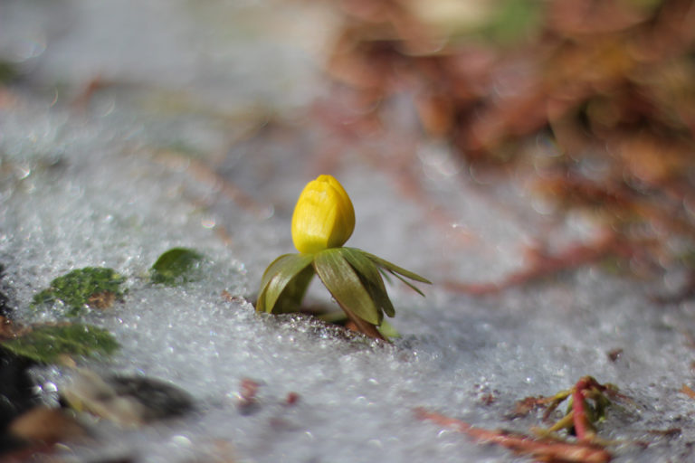 Pam 2019 02022 eranthis hyemalis 01