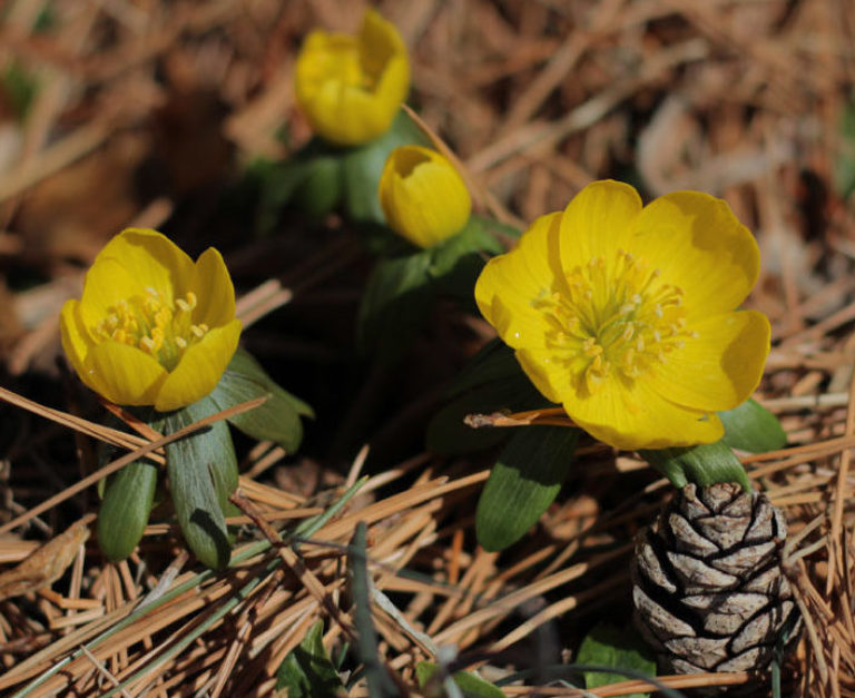 Pam 2019 02022 eranthis hyemalis 03