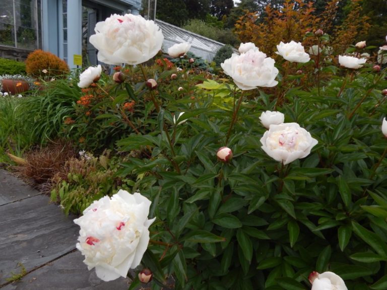 Peony Verneville