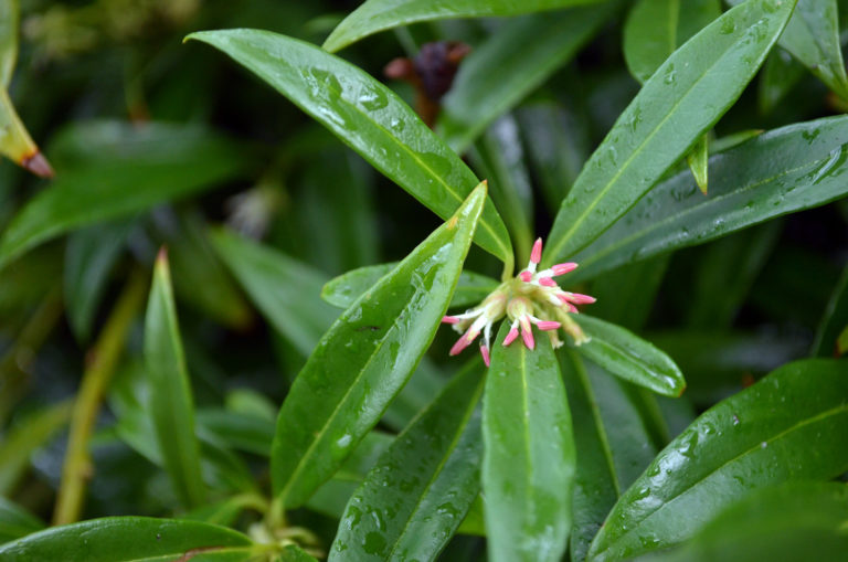 Sarcococca close up