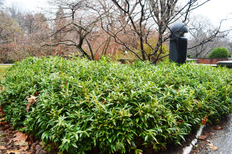 Sarcococca the plant