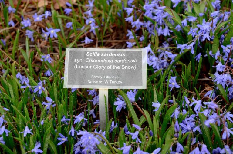 Scilla 3 March 2021