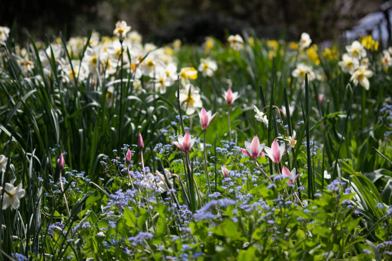 Spring 2019 04 19 38271 Wave Hill