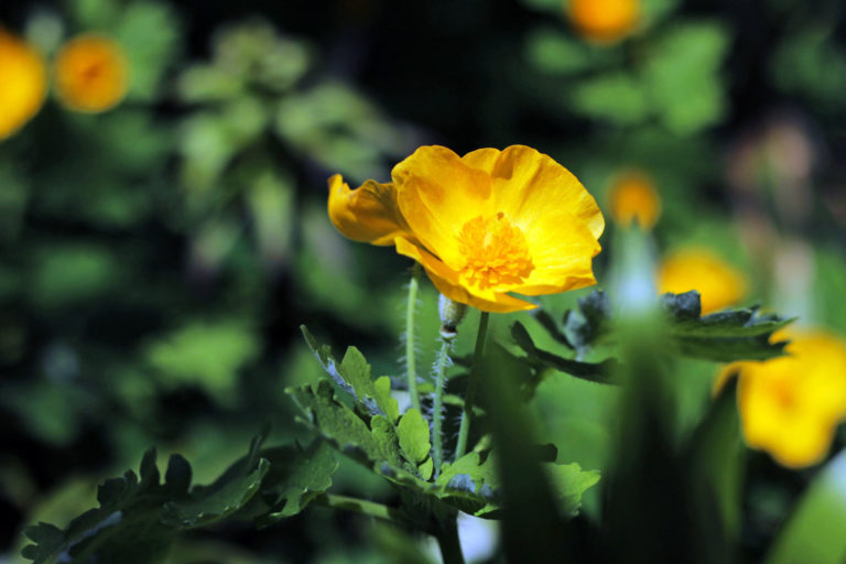 Stylophorum diphyllum close up 2