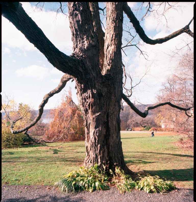 Sugar maple Benjamin Swett