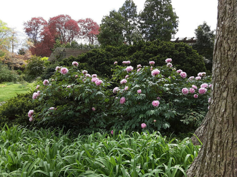 Tree peony bush 2 may 2020